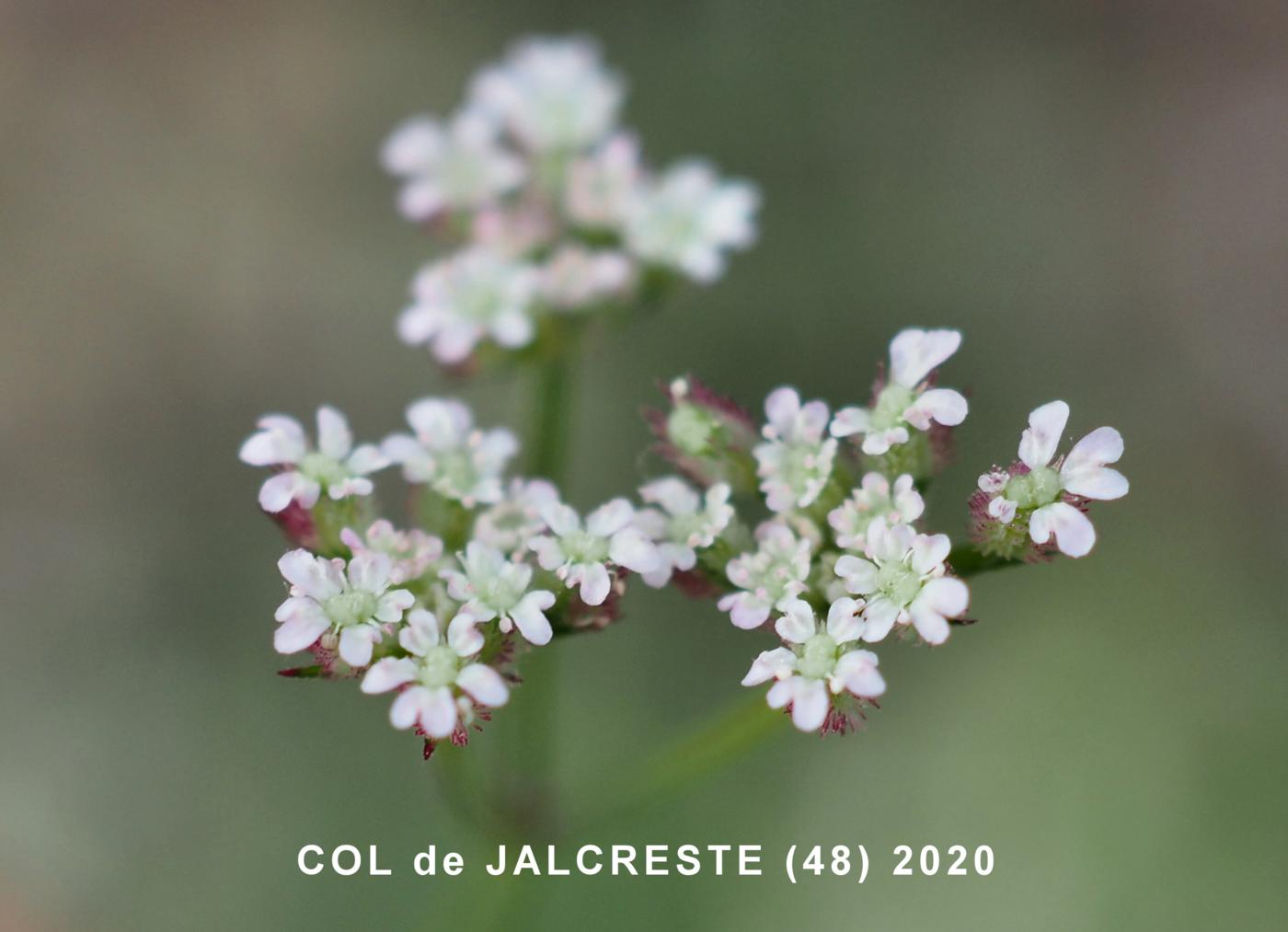 Burr Parsley, (Purple) flower